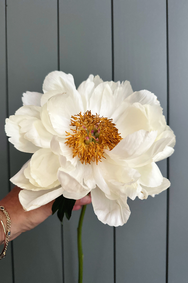 Discover my secret to creating a beautiful peony flower arrangement by adding dimension and depth to your bouquet!