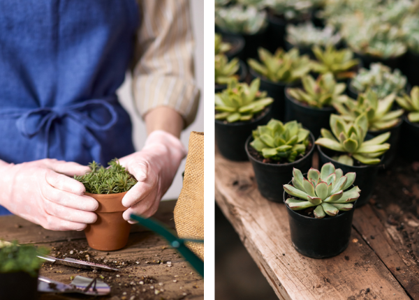 A wedding shower guest performing a bridal shower crafts activity of planting a small succulents into terra cotta pots. The women is wearing a blue apron and gloves.